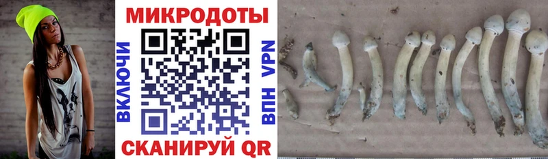 Галлюциногенные грибы Psilocybine cubensis Малаховка